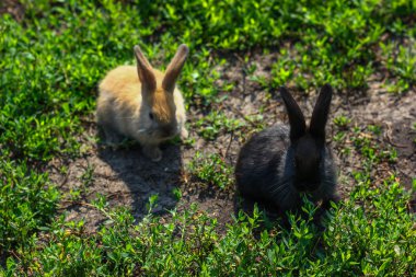 siyah ve kırmızı küçük komik tavşan uzun kulakları ile