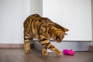 Bir oyuncakla oynamak güzel bengal kedisi