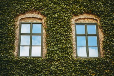 Bina eski ve genel sarmaşık kaplı