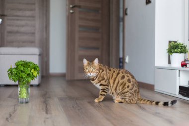 Bir odada evde oynarken komik güzel Bengal kedisi