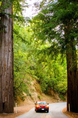 Ulusal kırmızı ahşap Park California iki Sekoya ağaçları arasında araba park.