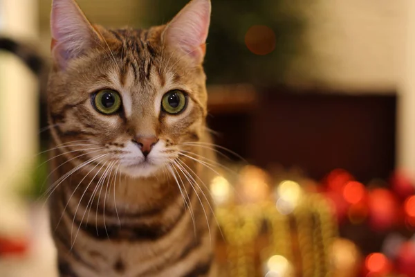 Roztomilý Kočka Vánoční Výzdobou Pozadí — Stock fotografie