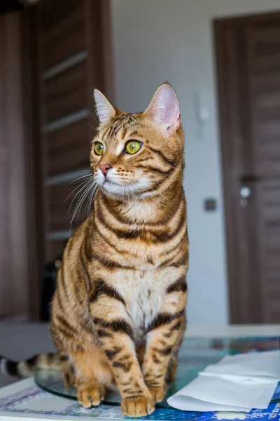 Rolig Vackra Bengal Katt Ett Rum Hemma — Stockfoto