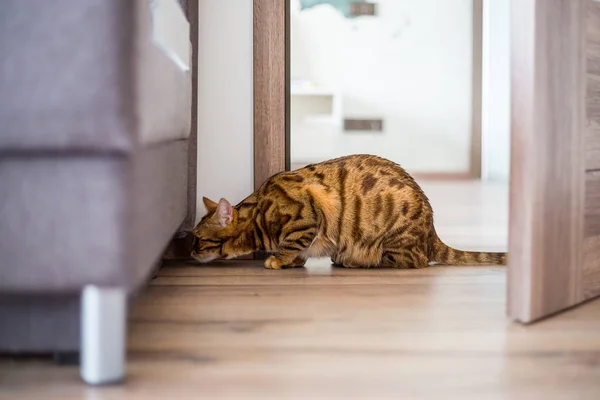 Divertido Hermoso Gato Bengala Una Habitación Casa —  Fotos de Stock
