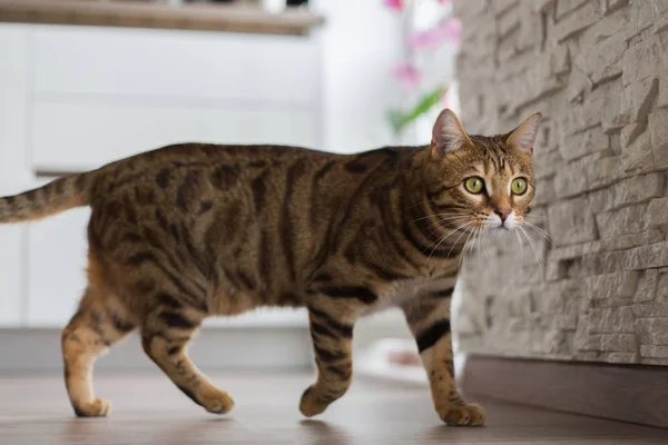 Rolig Vackra Bengal Katt Leker Ett Rum Hemma — Stockfoto