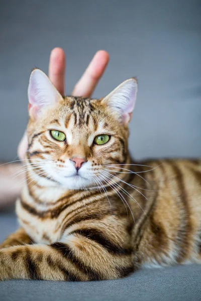 Funny beautiful bengal cat with a hand and two fingers behind his head. Making fun of the cat.