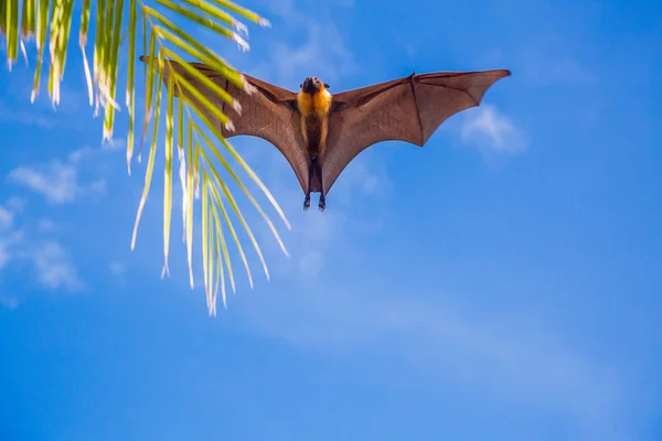 Giant Indian Fruit Bat, Pteropus giganteus, on the clear blue sky, flying fox in the nature habitat