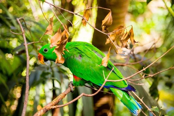 Lindo loro colorido en la naturaleza en Hawaii —  Fotos de Stock