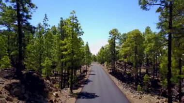 Uçan İspanya Tenerife adada ormanda.