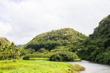 Muhteşem tropik yeşil doğa görünümü küçük bir dere, bu nehir ve orman.
