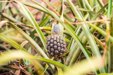 Dole Hawaii tarlaları çimenlerde büyüyen küçük ananas