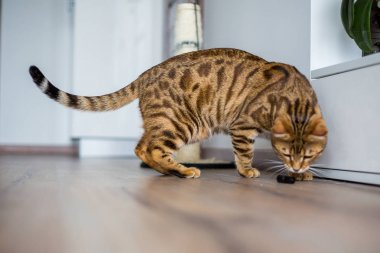 Komik güzel şirin bengal kedi yerde bir oyuncakla oynamak