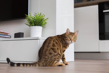 Bir odada evde oynarken komik güzel Bengal kedisi