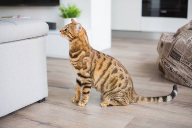 Bir odada evde oynarken komik güzel Bengal kedisi