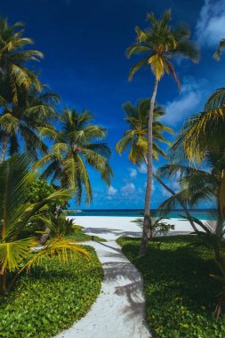 Lonely palm standing on the island on Maldives. clipart