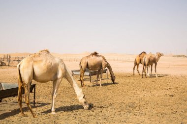 deve Abu Dabi city yakınındaki bir çölde ayakta