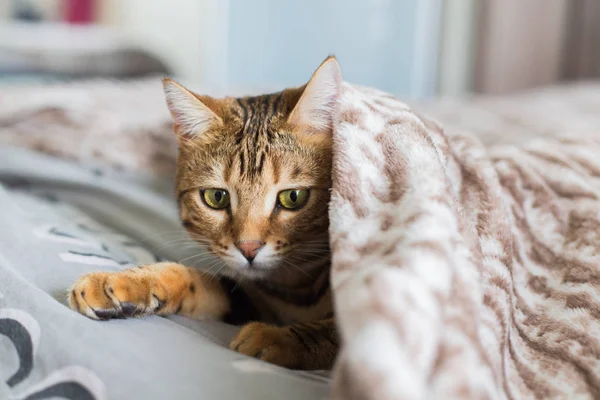 美しい面白いベンガル猫家で遊んで ベッドの上の毛布の下に隠れて — ストック写真