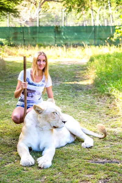 Menina Sentada Tocando Leão Branco Parque Casela Ilha Maurícia — Fotografia de Stock