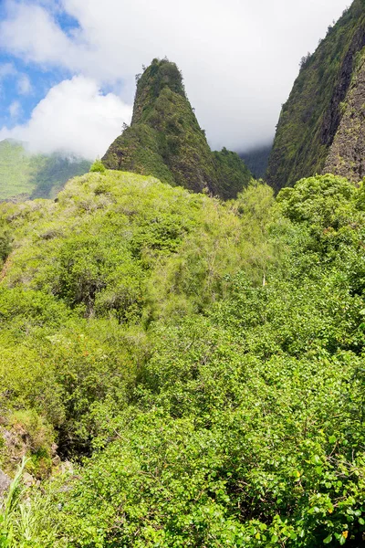 Foresta Della Giungla Profonda Sull Isola Maui Hawaii — Foto Stock