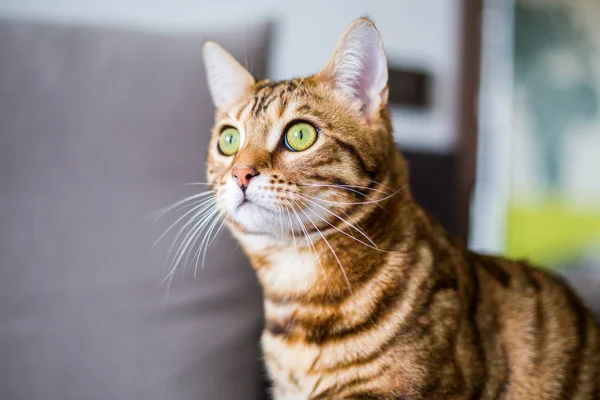 Rolig Vacker Söt Bengal Katt Tittar Fönstret — Stockfoto