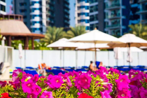 Hermosas Flores Rojas Dubai Con Enormes Edificios Rascacielos Fondo — Foto de Stock