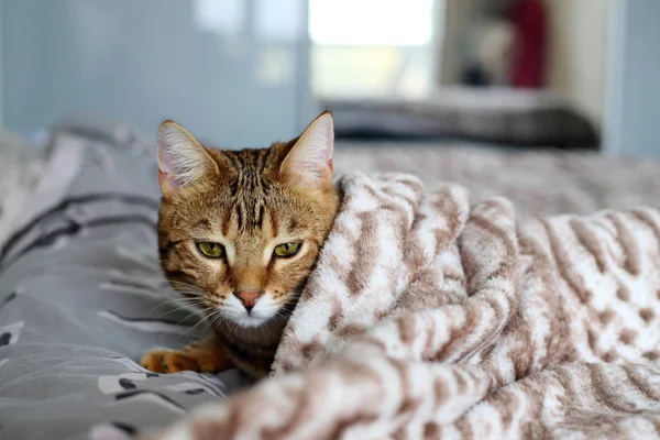 Unhappy bengal cat lying under the blanket