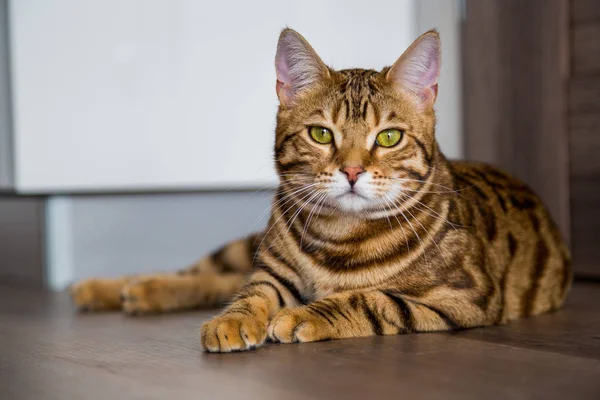 Funny Beautiful Bengal Cat Room Home — Stock Photo, Image