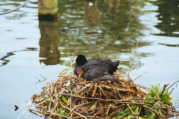 Coot Macho Alimentando Seu Bebê Faminto Ninho Parque Hyde Londres — Fotografia de Stock