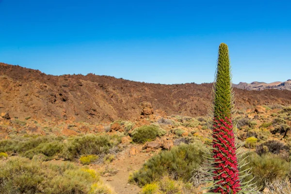 Tajinaste kwiat rosnący w Parku Narodowego Teide — Zdjęcie stockowe