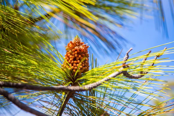 Cono de pino en un pino —  Fotos de Stock