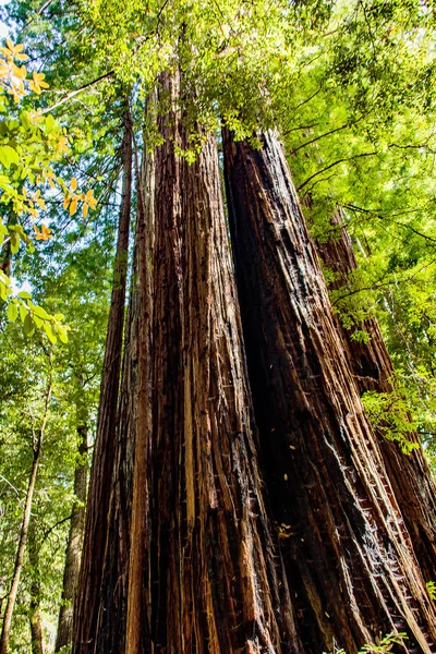 Гигантское Дерево Секвойи Стоящее Национальном Парке Редвуд Калифорнии Недалеко Сан — стоковое фото
