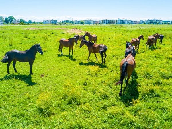 在拉脱维亚的领域美丽的马鸟瞰 — 图库照片