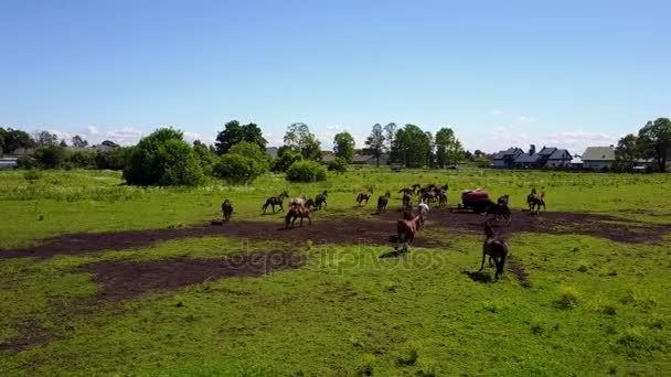 Vue aérienne des beaux chevaux dans le champ en Lettonie 