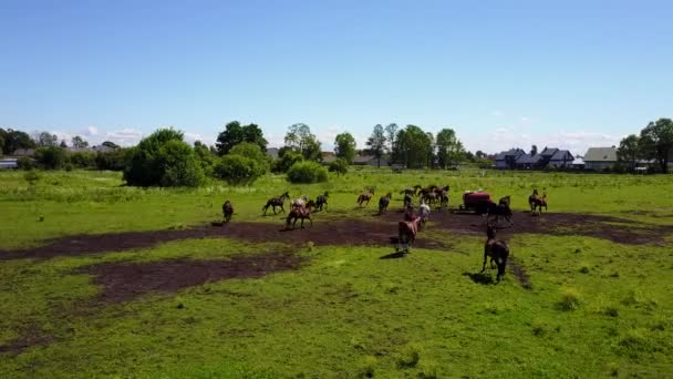 在拉脱维亚的领域美丽的马鸟瞰 — 图库视频影像