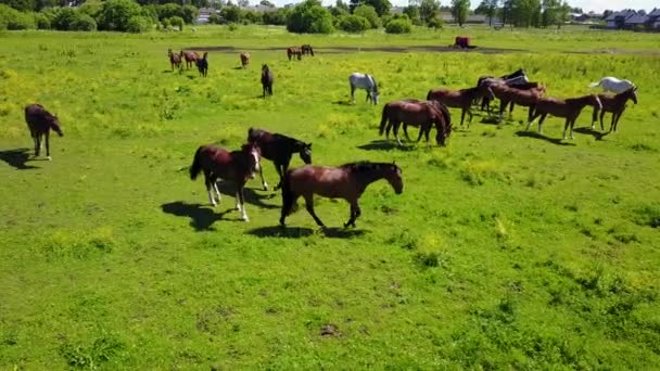 Aerial View Beautiful Horses Field Latvia — Stock Video