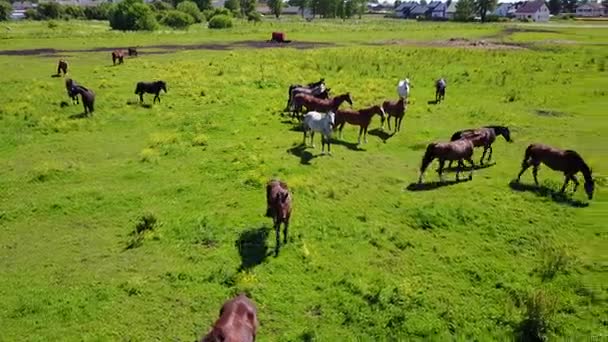 ラトビアのフィールドの美しい馬の空撮 — ストック動画