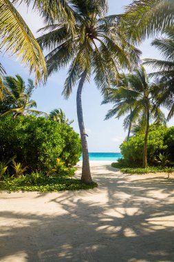 Maldivler adada yalnız palm ayakta.