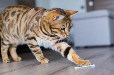 Evde pamuk bez ile oynarken alımlı bengal kedisi