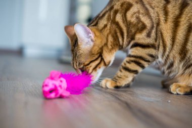 Bir oyuncakla oynamak güzel bengal kedisi