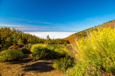 Corona ormandaki Kanarya bitkiler 