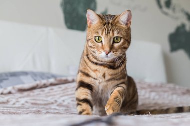 Bir sopa ile evde yatakta oynayan genç bengal kedisi