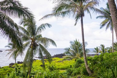 Mavi gökyüzü ve palmiye ağaçları için ağ geçidi bir kayalık sahil şeridi güneşte