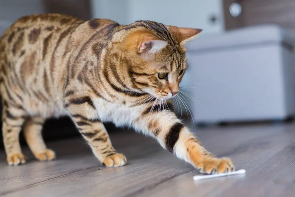 Comely bengal cat playing with cotton swab in the house