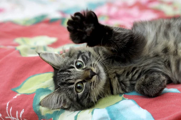 Cute kitten is smiling and waving. Cat showing its paw. High-fiving.