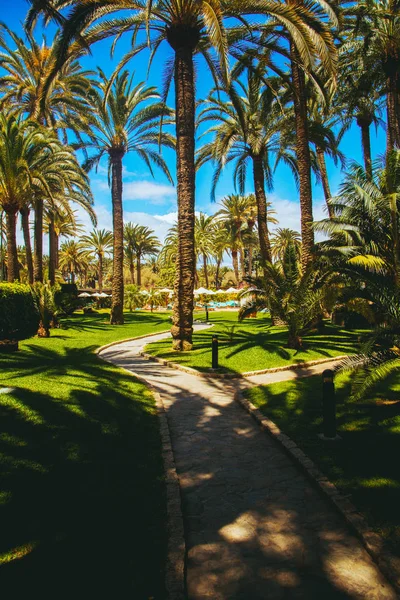 Hermosa Vista Naturaleza Tropical Con Senderos Senderos Través Selva — Foto de Stock