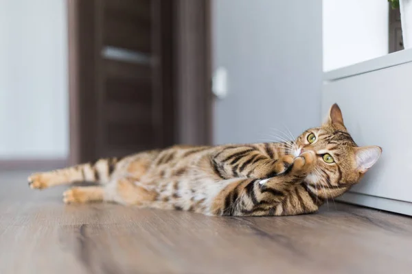 Engraçado Belo Gato Bengala Jogando Quarto Casa — Fotografia de Stock