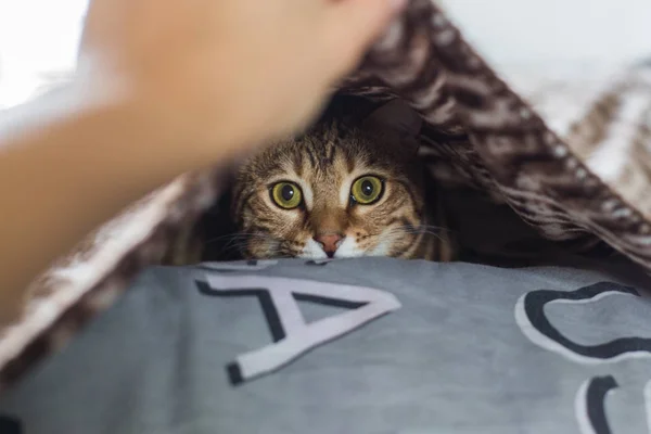 美しいベンガル猫毛布の下で遊ぶ — ストック写真