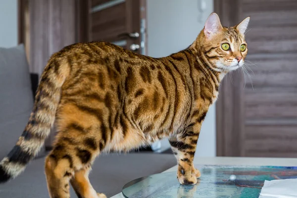 Rolig Vackra Bengal Katt Ett Rum Hemma — Stockfoto