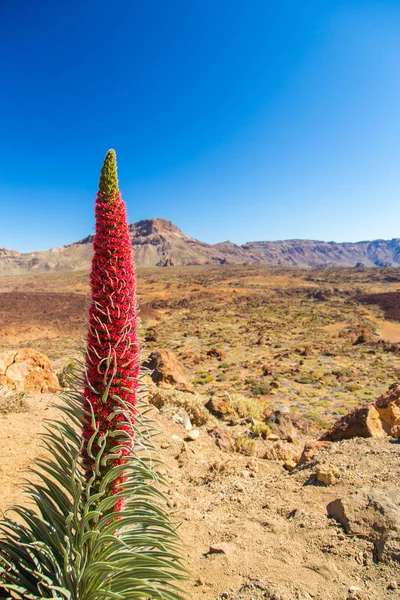 Tajinaste kwiat rosnący w Parku Narodowego Teide — Zdjęcie stockowe