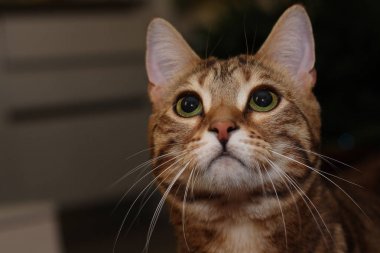 Arka planda Noel dekorasyonu ile şirin kedi